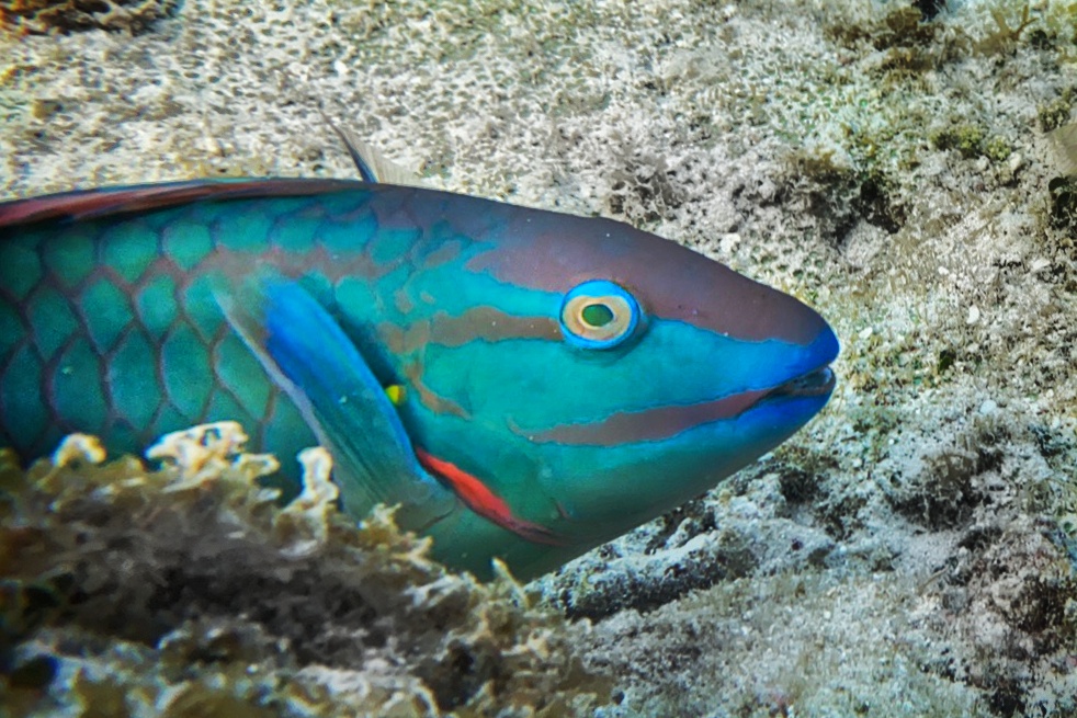 Poisson-perroquet